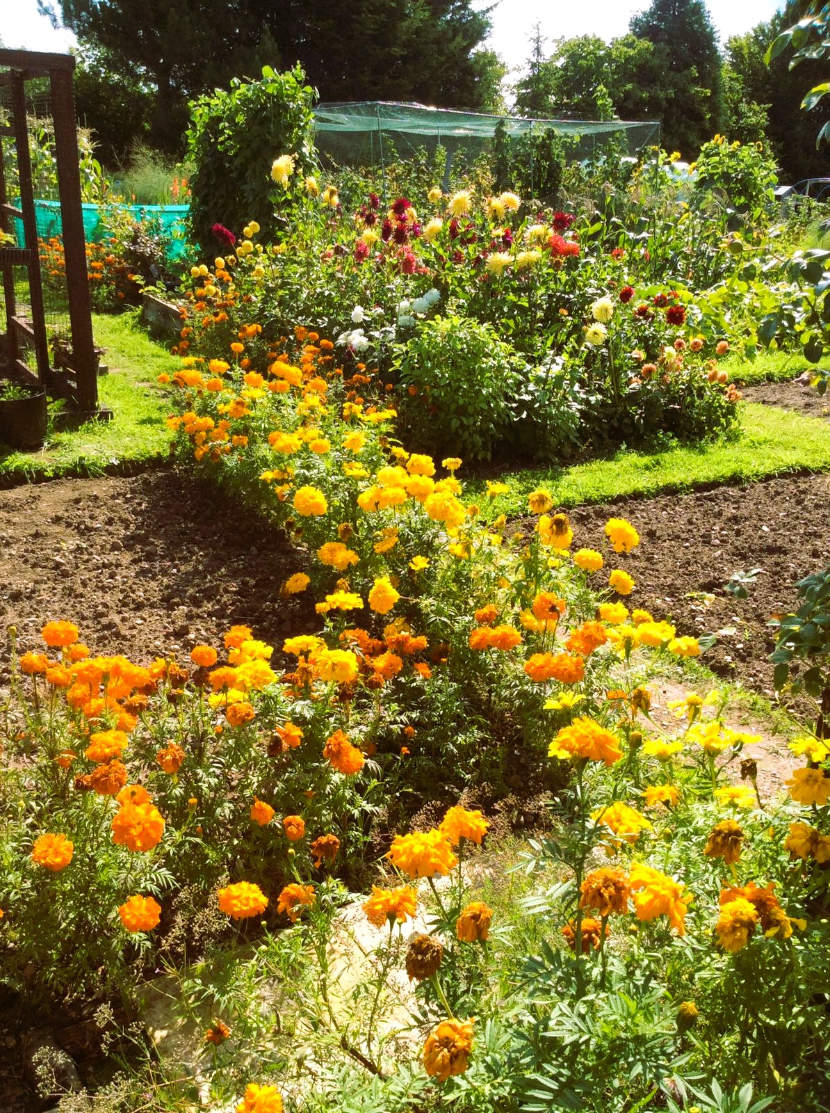 Marigolds